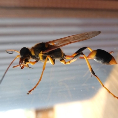 Sceliphron laetum (Common mud dauber wasp) at Yass River, NSW - 29 Dec 2019 by SenexRugosus