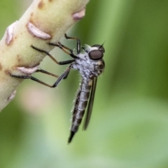 Cerdistus sp. (genus) (Slender Robber Fly) at Higgins, ACT - 29 Dec 2019 by AlisonMilton