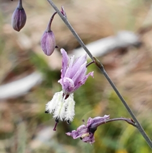 Arthropodium milleflorum at Brindabella, NSW - 29 Dec 2019