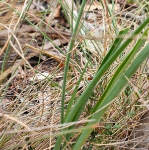 Arthropodium milleflorum at Brindabella, NSW - 29 Dec 2019