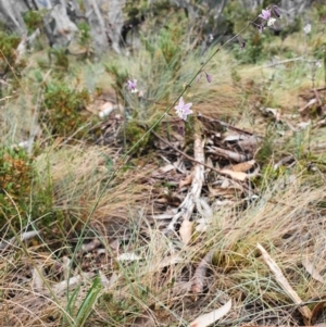 Arthropodium milleflorum at Brindabella, NSW - 29 Dec 2019