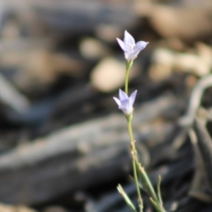 Wahlenbergia sp. at Hughes, ACT - 29 Dec 2019