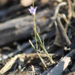 Wahlenbergia sp. at Hughes, ACT - 29 Dec 2019