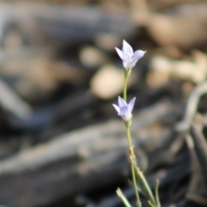 Wahlenbergia sp. at Hughes, ACT - 29 Dec 2019