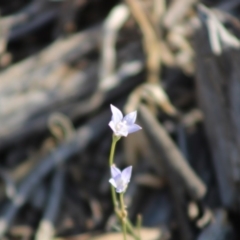 Wahlenbergia sp. at Hughes, ACT - 29 Dec 2019