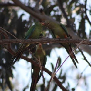 Polytelis swainsonii at Hughes, ACT - suppressed