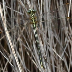 Austrogomphus guerini (Yellow-striped Hunter) at Rendezvous Creek, ACT - 13 Dec 2019 by jeffmelvaine