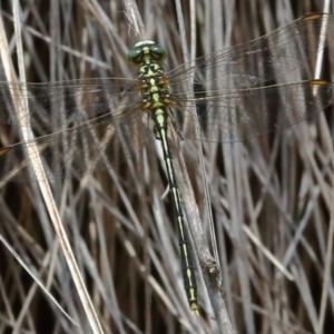 Austrogomphus guerini at Rendezvous Creek, ACT - 13 Dec 2019 01:39 PM