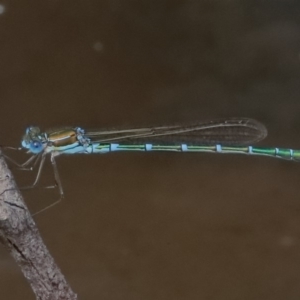 Austrolestes cingulatus at Booth, ACT - 13 Dec 2019 02:56 PM