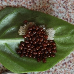 Nezara viridula at Hughes, ACT - 28 Dec 2019 06:07 PM