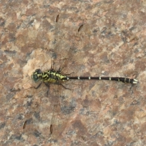 Hemigomphus gouldii at Booth, ACT - 13 Dec 2019