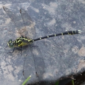 Hemigomphus gouldii at Booth, ACT - 13 Dec 2019