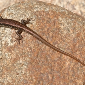 Eulamprus heatwolei at Paddys River, ACT - 14 Dec 2019