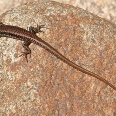Eulamprus heatwolei (Yellow-bellied Water Skink) at Gibraltar Pines - 13 Dec 2019 by jeffmelvaine