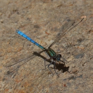 Diphlebia lestoides at Paddys River, ACT - 14 Dec 2019