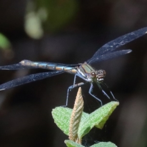 Diphlebia lestoides at Paddys River, ACT - 14 Dec 2019