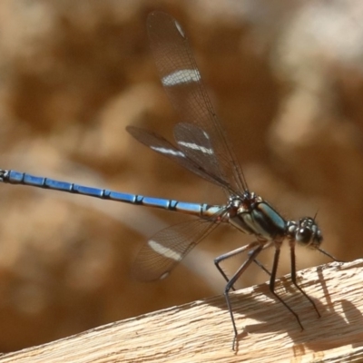 Diphlebia lestoides (Whitewater Rockmaster) at Paddys River, ACT - 14 Dec 2019 by jeffmelvaine