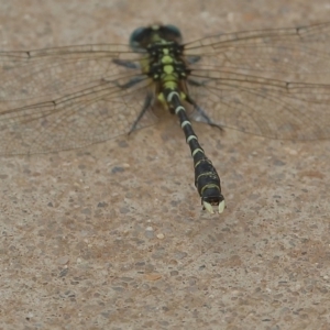 Hemigomphus sp. (genus) at Uriarra Village, ACT - 14 Dec 2019 01:58 PM