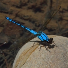 Diphlebia nymphoides (Arrowhead Rockmaster) at Paddys River, ACT - 14 Dec 2019 by jeffmelvaine