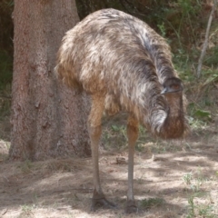 Dromaius novaehollandiae (Emu) at Paddys River, ACT - 14 Dec 2019 by jeffmelvaine