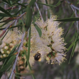 Callistemon sieberi at Bonython, ACT - 17 Dec 2019 12:00 AM