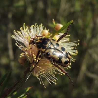 Neorrhina punctata (Spotted flower chafer) at Bonython, ACT - 16 Dec 2019 by michaelb