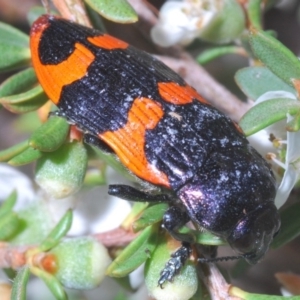 Castiarina bremei at Paddys River, ACT - 30 Dec 2019