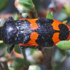 Castiarina bremei at Paddys River, ACT - 30 Dec 2019