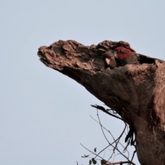 Callocephalon fimbriatum (Gang-gang Cockatoo) at Deakin, ACT - 26 Dec 2019 by JamWiRe