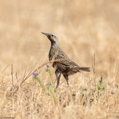 Cincloramphus cruralis (Brown Songlark) at Wallaroo, NSW - 30 Dec 2019 by Roger