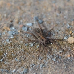Lycosidae (family) (Unidentified wolf spider) at Wamboin, NSW - 16 Oct 2019 by natureguy