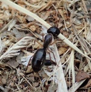 Camponotus claripes at Cook, ACT - 21 Dec 2019