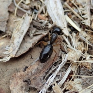 Camponotus claripes at Cook, ACT - 21 Dec 2019