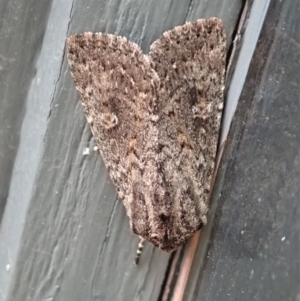 Hypoperigea tonsa at Cook, ACT - 28 Dec 2019 06:39 PM