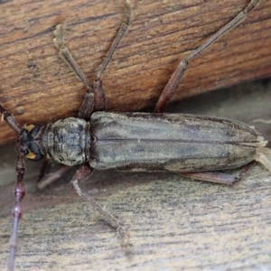 Pachydissus sericus at Cook, ACT - 28 Dec 2019