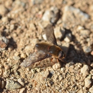 Comptosia insignis at Wamboin, NSW - 25 Oct 2019 07:02 PM