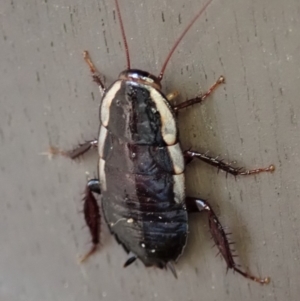 Drymaplaneta sp. (genus) at Cook, ACT - 29 Dec 2019 07:02 PM