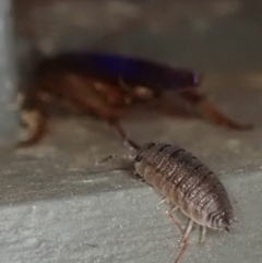 Porcellio scaber (Common slater) at Cook, ACT - 29 Dec 2019 by CathB