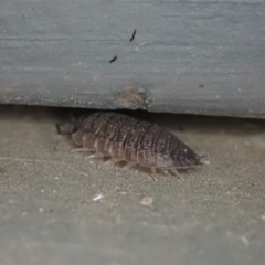 Porcellio scaber at Cook, ACT - 29 Dec 2019 10:58 PM