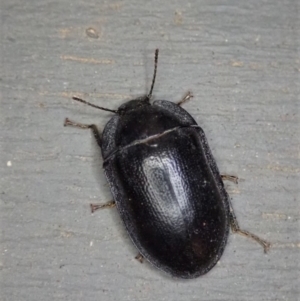 Pterohelaeus striatopunctatus at Cook, ACT - 29 Dec 2019