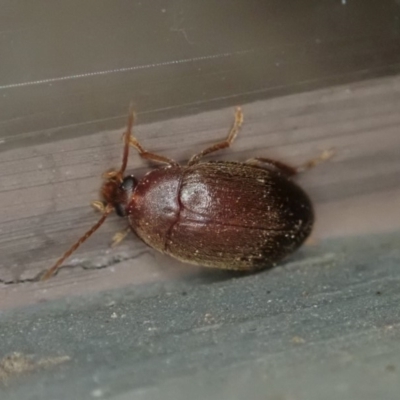 Nocar depressiusculus (Comb-clawed beetle) at Cook, ACT - 29 Dec 2019 by CathB