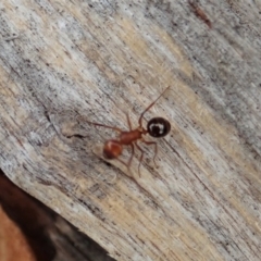 Melophorus sp. (genus) at Cook, ACT - 29 Dec 2019 03:10 PM