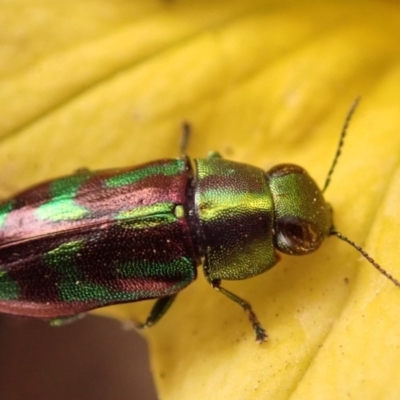 Melobasis sp. (genus) (Unidentified Melobasis jewel Beetle) at Spence, ACT - 31 Dec 2019 by Laserchemisty