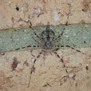 Tamopsis sp. (genus) at Cook, ACT - 28 Dec 2019 02:44 PM