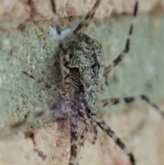 Tamopsis sp. (genus) at Cook, ACT - 28 Dec 2019 02:44 PM