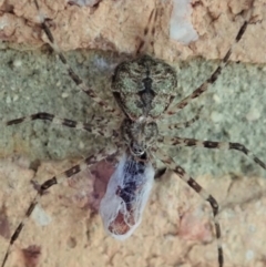 Tamopsis sp. (genus) at Cook, ACT - 28 Dec 2019