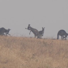 Macropus giganteus (Eastern Grey Kangaroo) at Wallaroo, ACT - 30 Dec 2019 by Christine