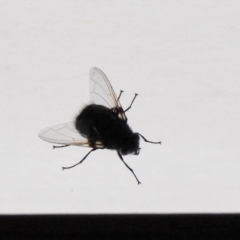 Rutilia sp. (genus) (A Rutilia bristle fly, subgenus unknown) at Aranda, ACT - 31 Dec 2019 by KMcCue