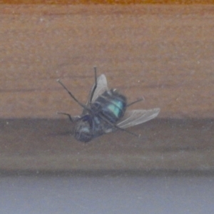 Rutilia sp. (genus) at Aranda, ACT - 31 Dec 2019 03:23 PM