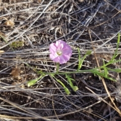 Convolvulus angustissimus subsp. angustissimus (Australian Bindweed) at Palmerston, ACT - 30 Dec 2019 by Lomandra